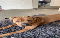 Mixed Breed dogs for sale: Mastiff x staff male  - Image 3