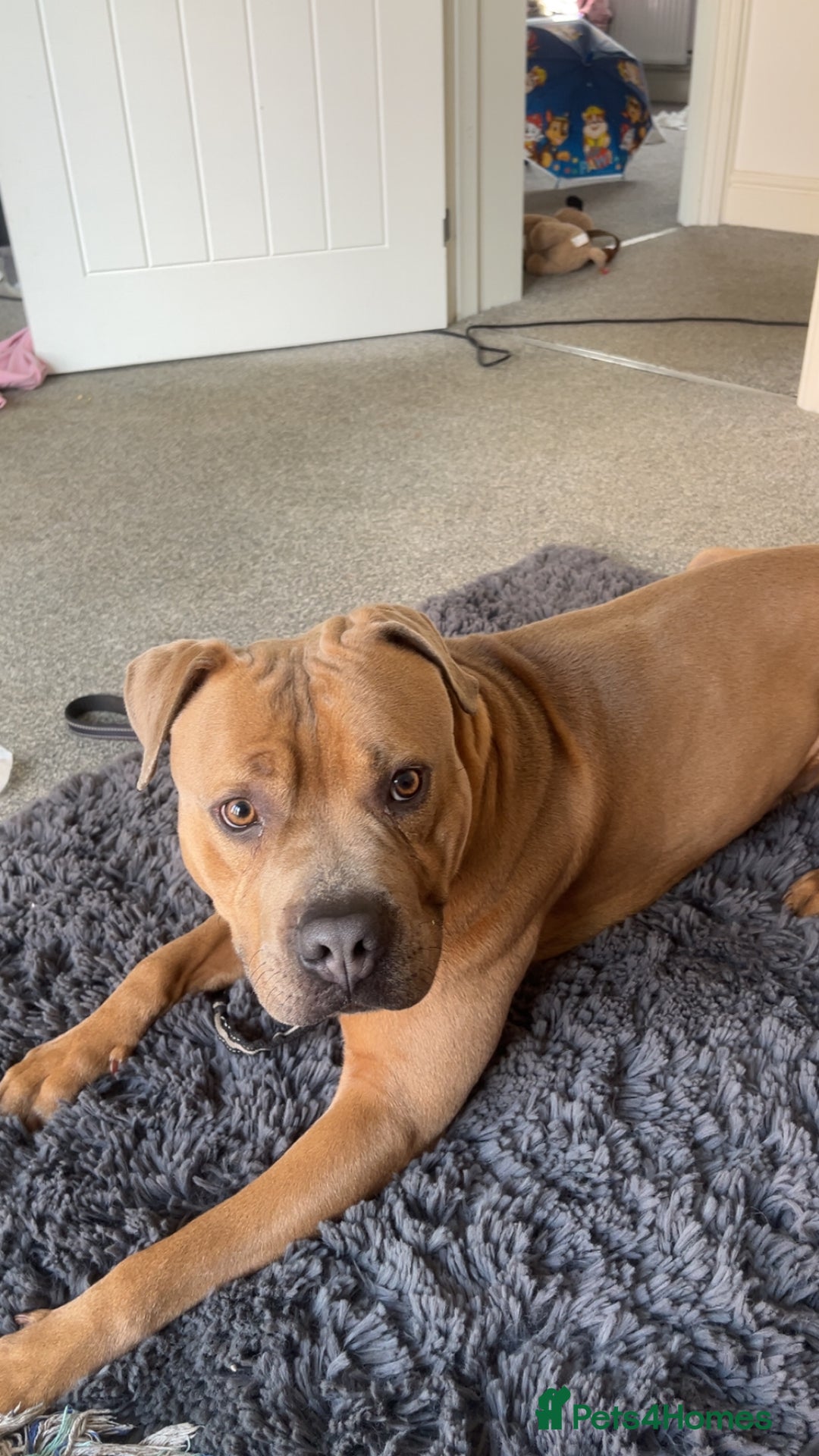 Mixed Breed dogs for sale: Mastiff x staff male  - Image 3