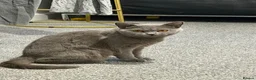 British Shorthair cats for sale: Stunning GCCF Registered British Shorthair Girl  - Advert 3
