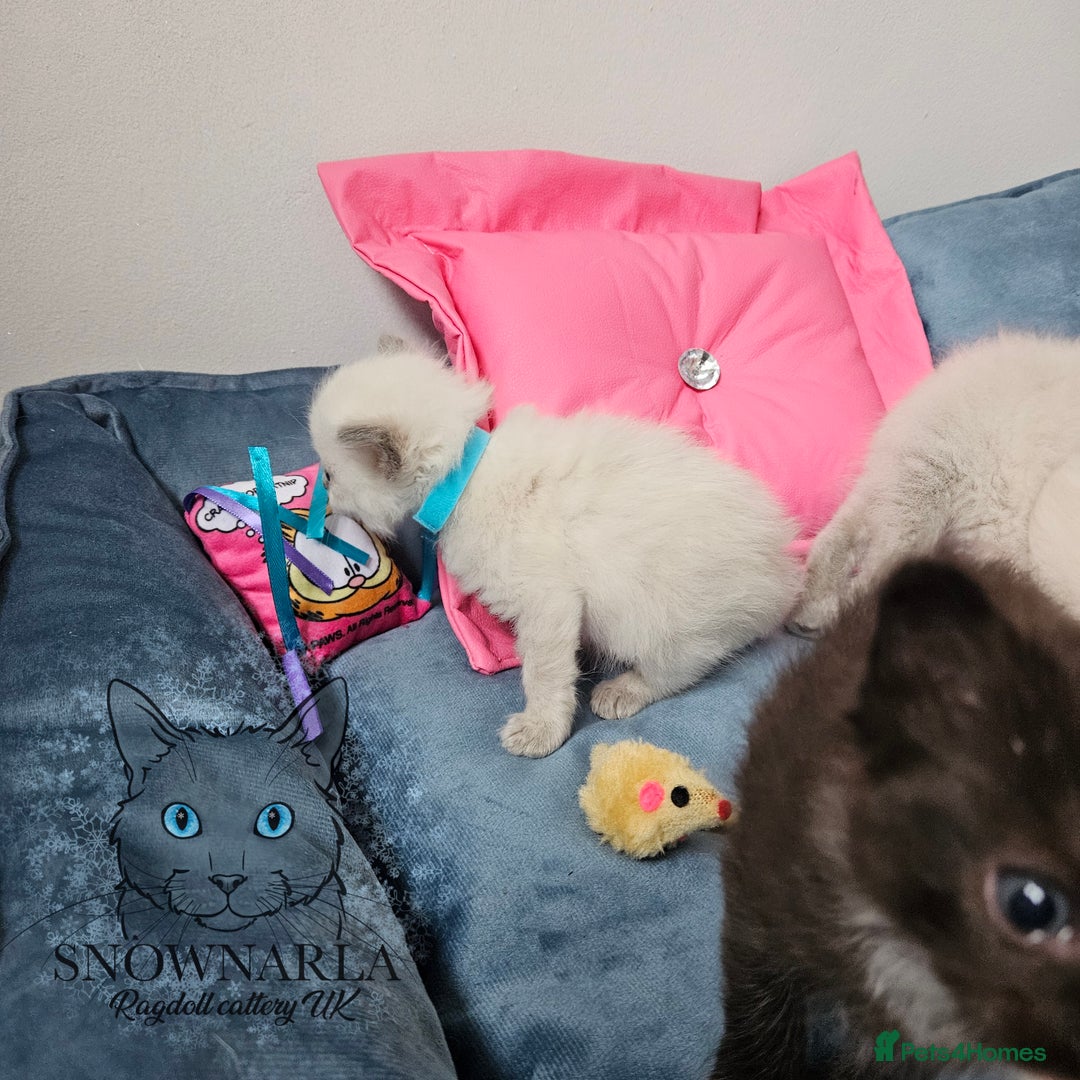 Ragdoll cats for sale: 3 Tica Boys Genetic test Certyficate HCM and PKD  - Image 33