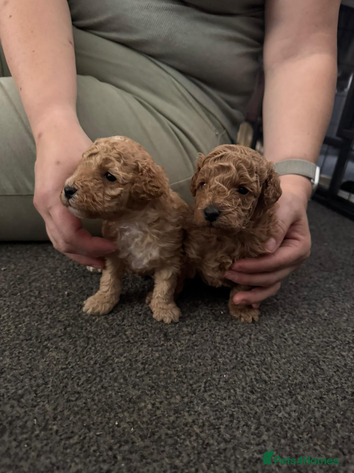 Toy Poodle dogs for sale: 2 toy poodle puppies - Advert 2