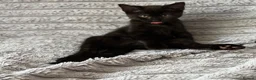 British Shorthair cats for sale: Male kitten   - Advert 4