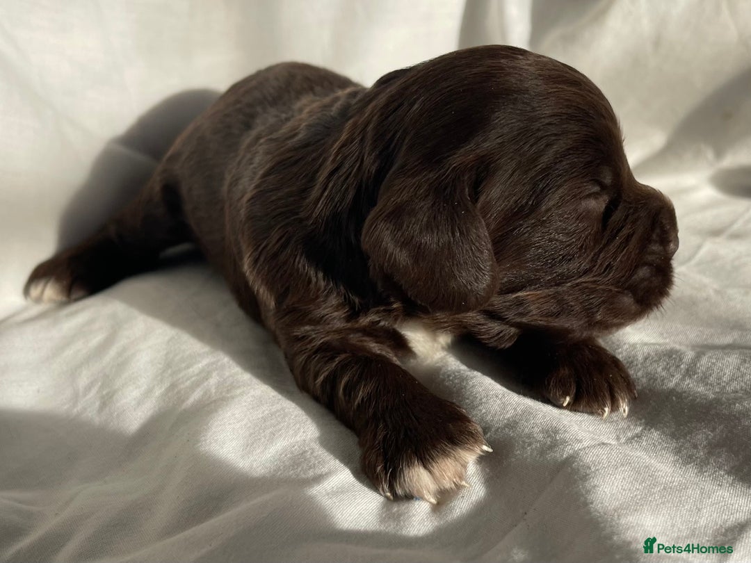 Cocker Spaniel dogs for sale: Cocker Spaniel puppies - Advert 19