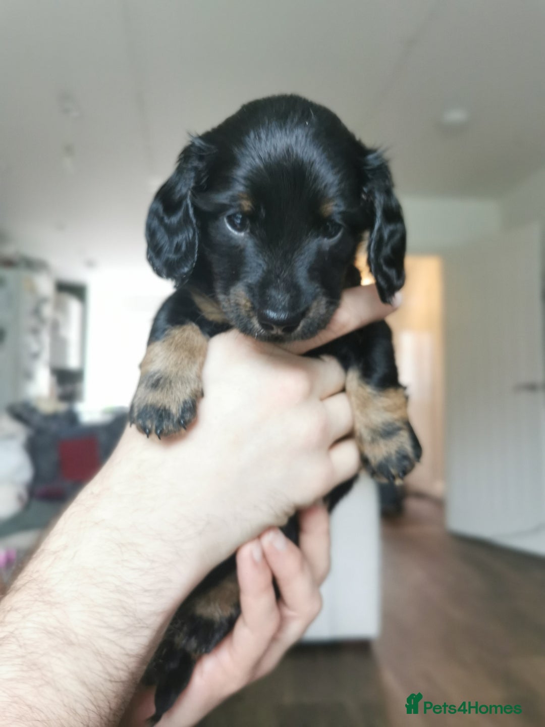 Miniature Dachshund dogs for sale: 5 beautiful miniature dachshund pups for sale - Advert 24