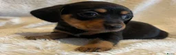 Chihuahua dogs for sale: Chihuahua X Miniature Dashund - Advert 14