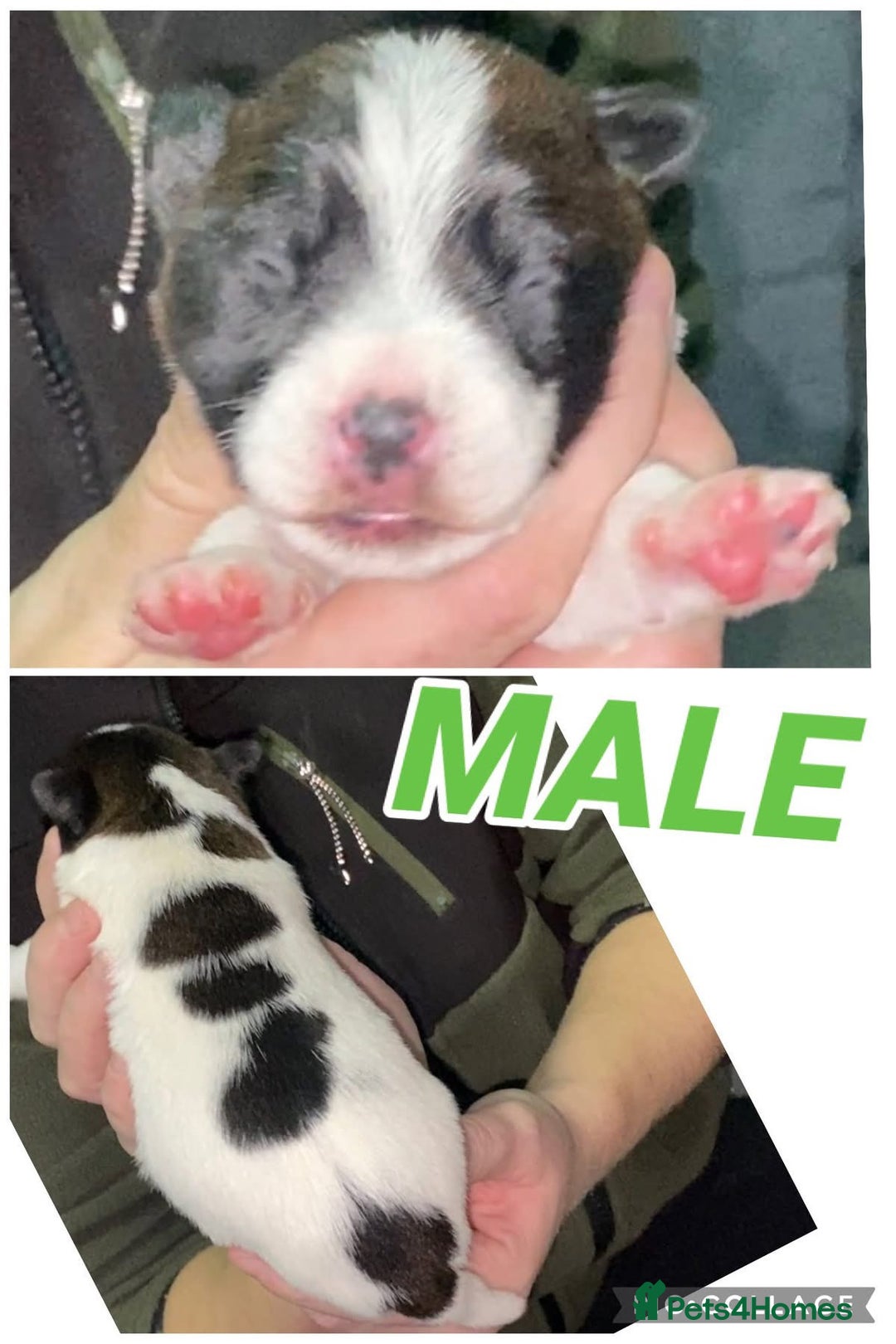 Parson Russell dogs for sale: Crufts winner 2024 Daughter Has Puppies KC Reg - Advert 10