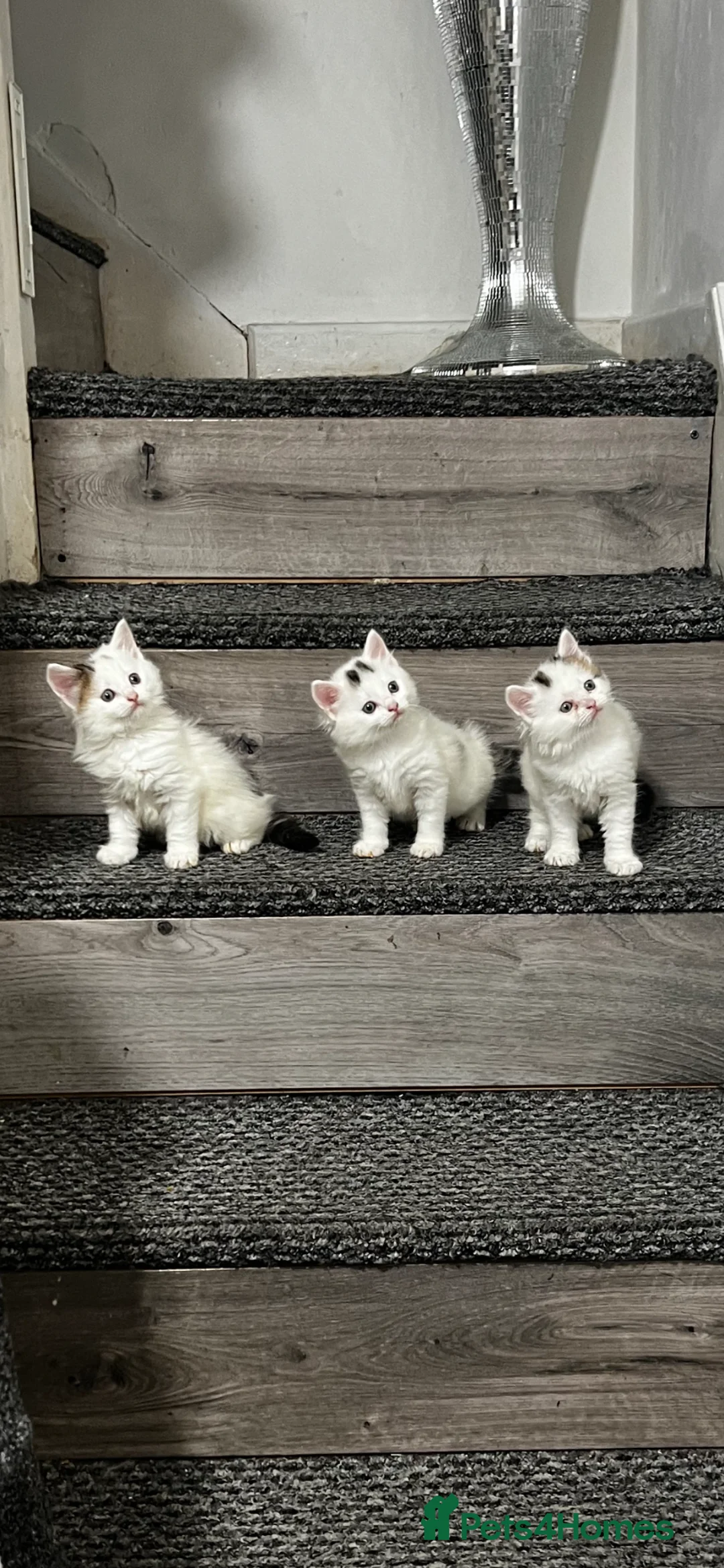 Mixed Breed cats for sale: 3 gorgeous kittens - Advert 2