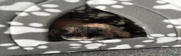 Mini Lop rabbits for sale: Mini Lop rabbit  - Advert 5