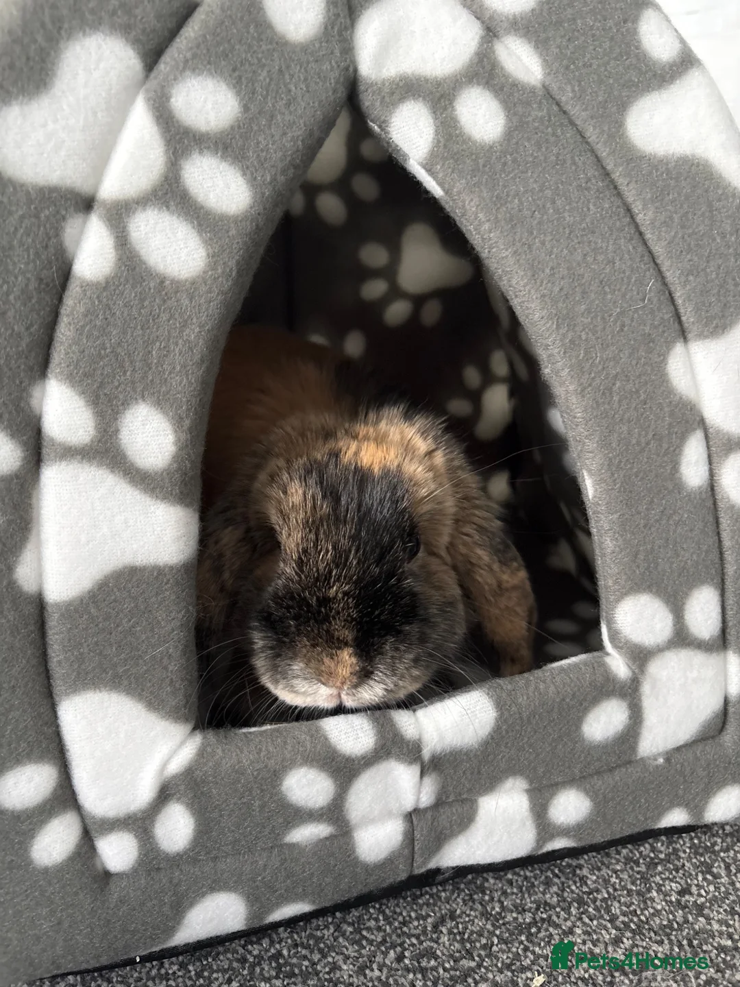 Mini Lop rabbits for sale: Mini Lop rabbit  - Advert 5