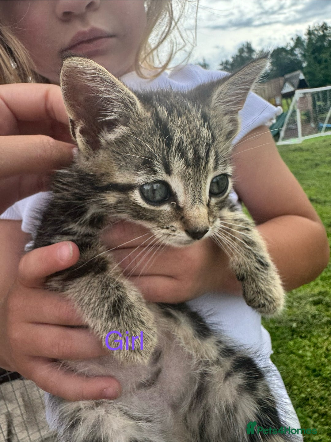 Mixed Breed cats for sale: 4 gorgeous kittens  - Image 4