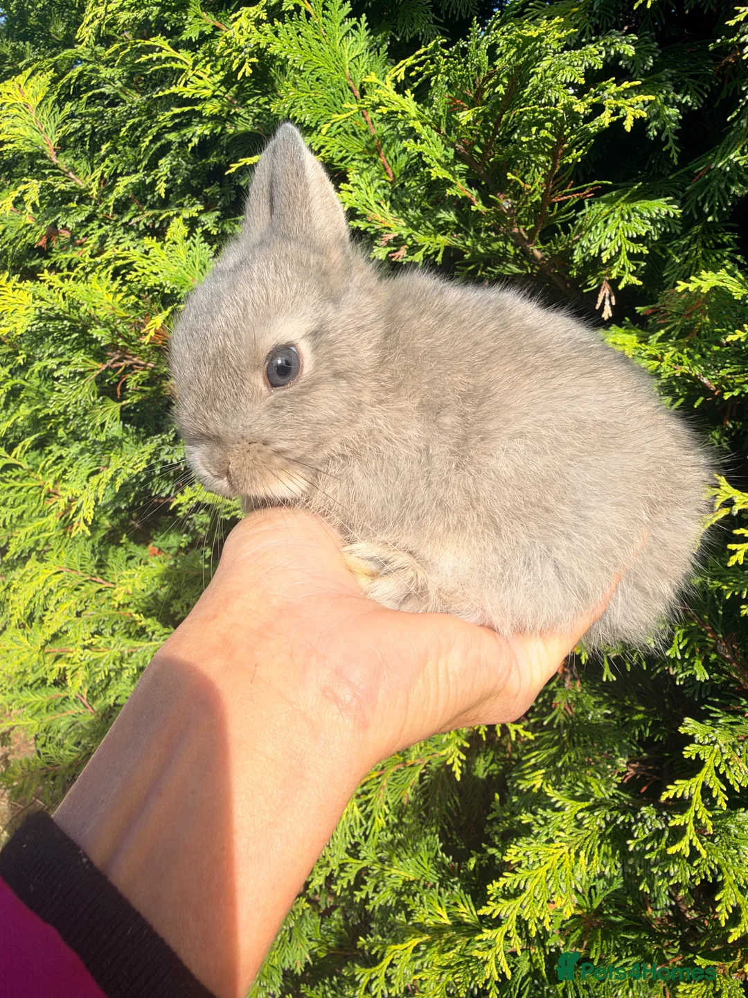 Netherland Dwarf rabbits for sale: Tiny Netherland Dwarf Baby Rabbit Bunny Male Boy  - Advert 2