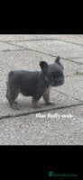 French Bulldog dogs - Advert 2