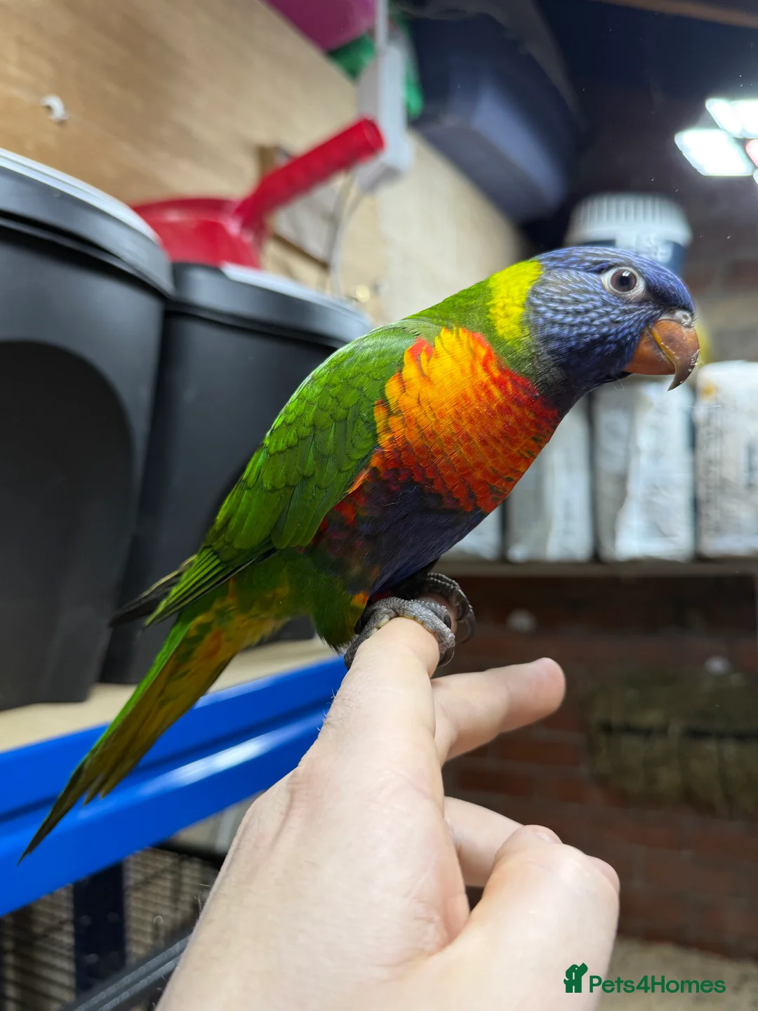 Lorikeets birds for sale: Rainbow Lorikeet - Advert 1