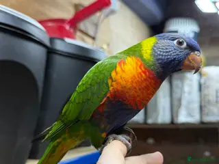 Lorikeets birds Rainbow Lorikeet - Advert 2