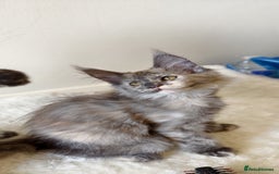 Maine Coon cats for sale: 25% OFF PURE MAINE COONS FROM CHAMPION BLOODLINE! - Image 20