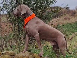 Weimaraner dogs Athletic Weimaraner to stud - Advert 5