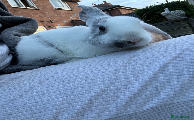Mini Lop rabbits - Advert 3
