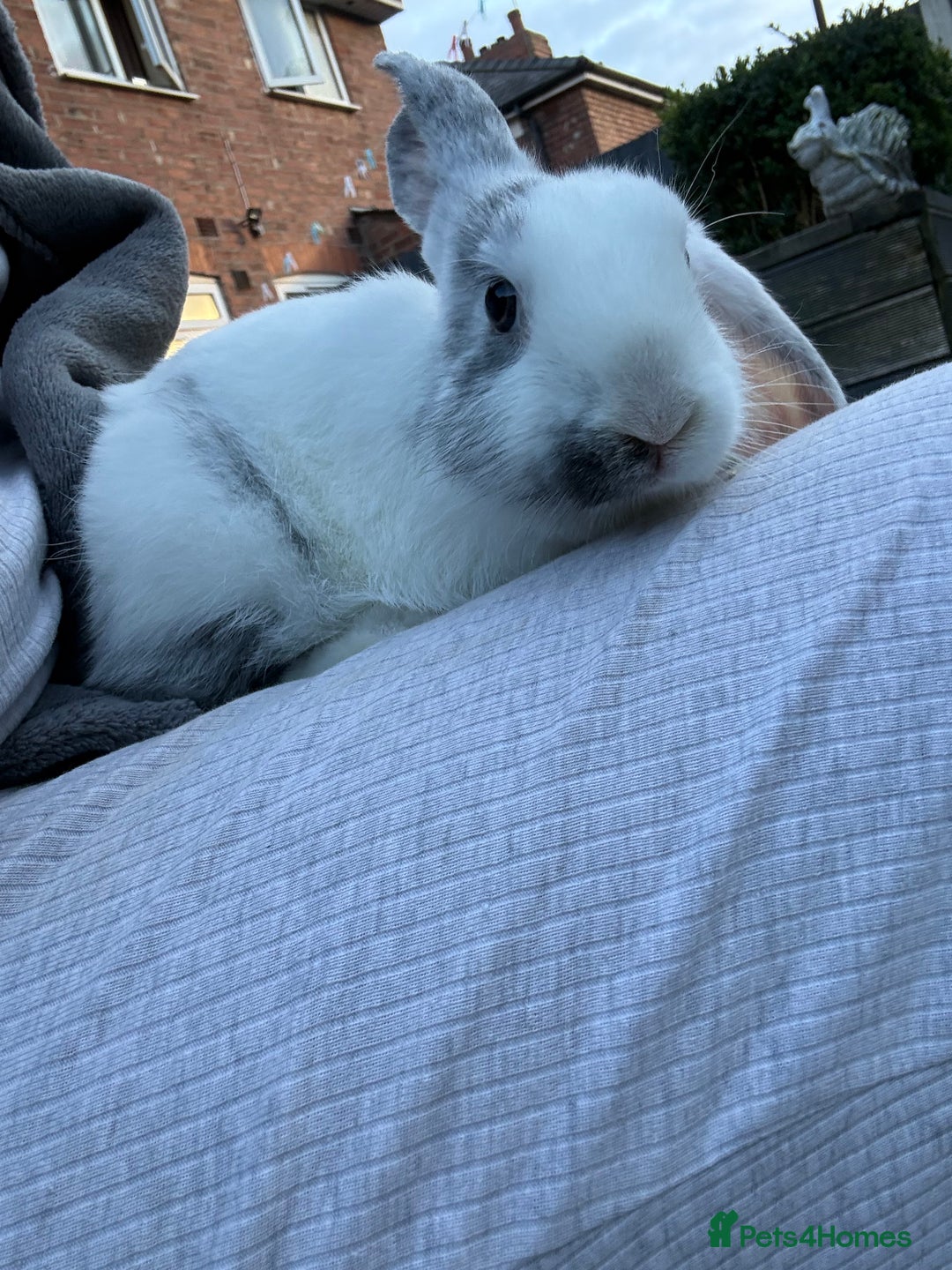Mini Lop rabbits for sale: Mini Lop mixed - Image 1