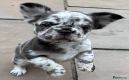 French Bulldog dogs for sale: *Fluffy Merle French Bulldog Pups* - Image 1