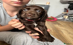 Sprocker dogs for sale: 3 beautiful Sprocker Spaniels  - Image 21