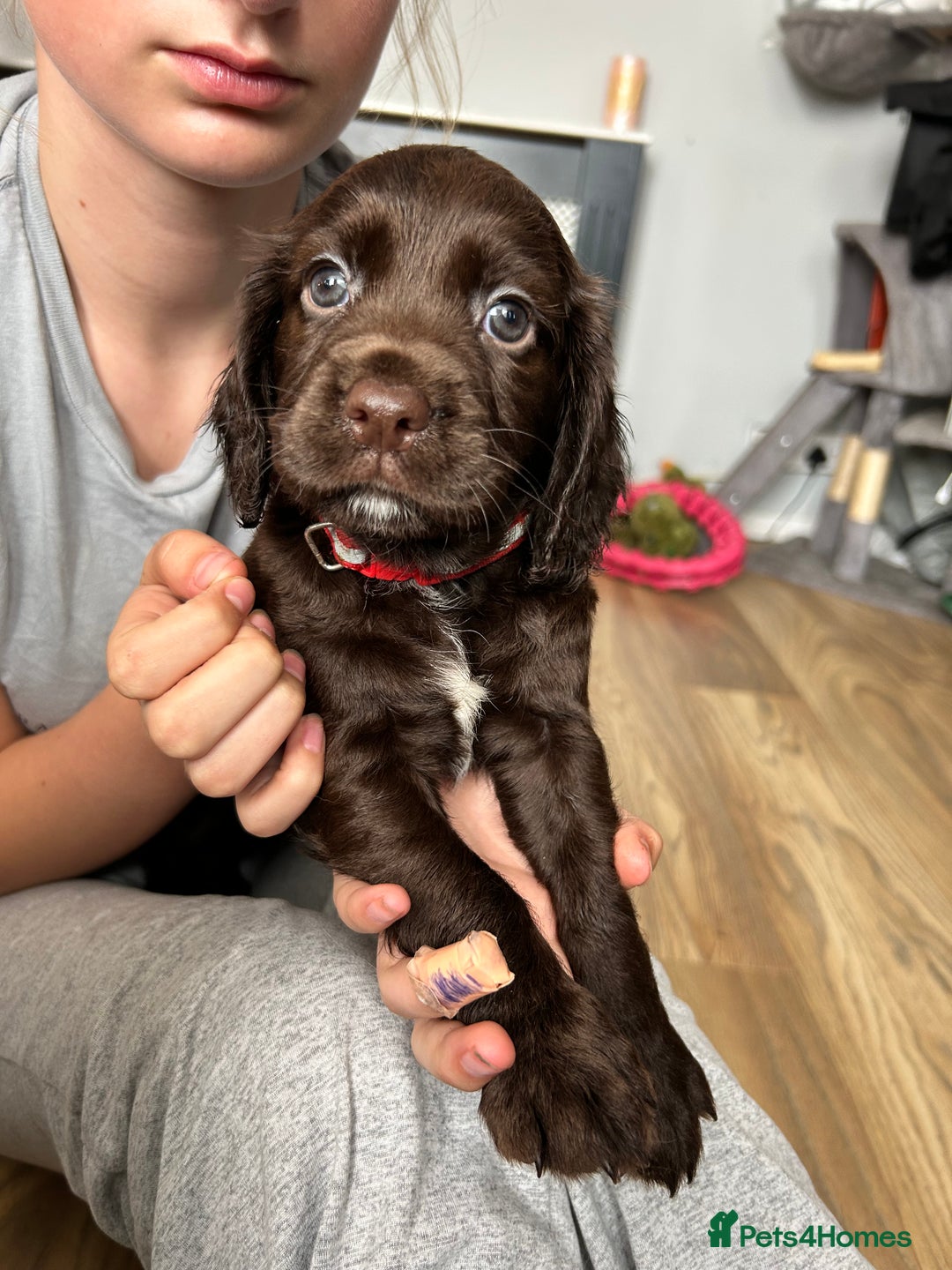 Sprocker dogs for sale: 3 beautiful Sprocker Spaniels  - Image 21