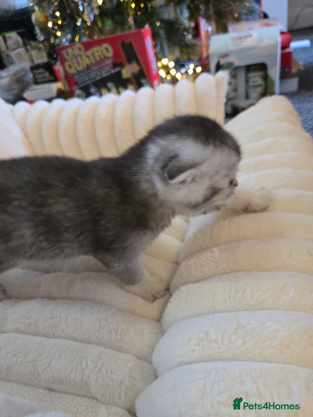 Scottish Fold cats for sale: scottish fold kittens for sale - Advert 6