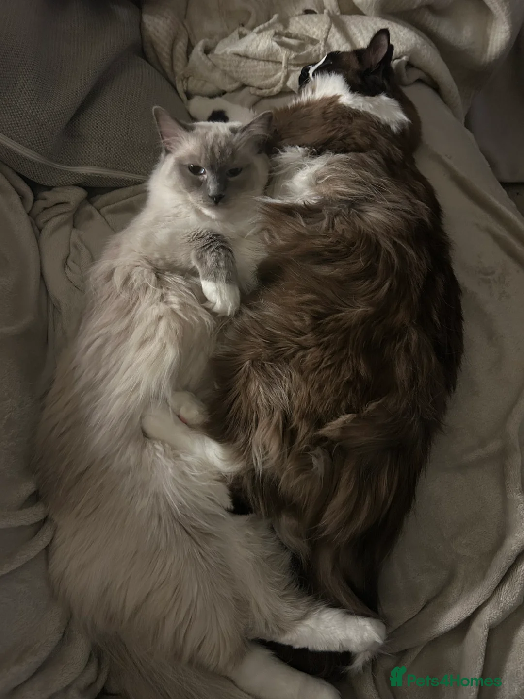 Ragdoll cats for sale: Ragdolls  in Derby - Advert 2