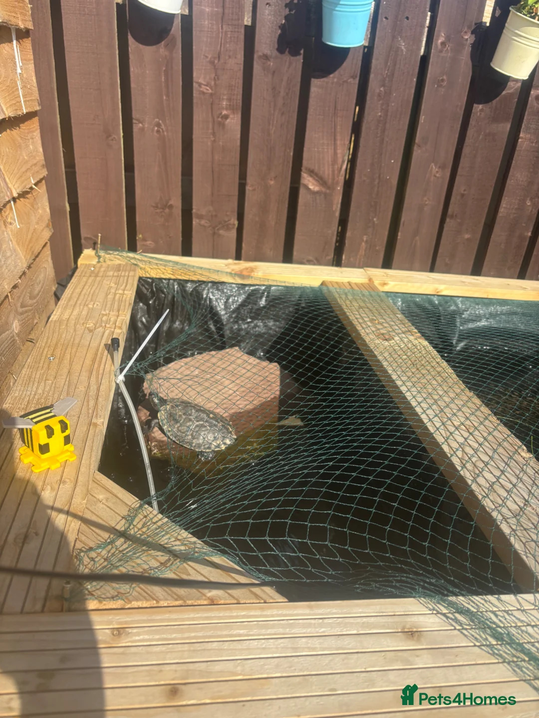 Turtle reptiles for sale: False Map turtle  - Advert 3