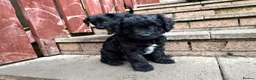 Jackapoo dogs for sale: 2 female Jackapoos - Advert 12
