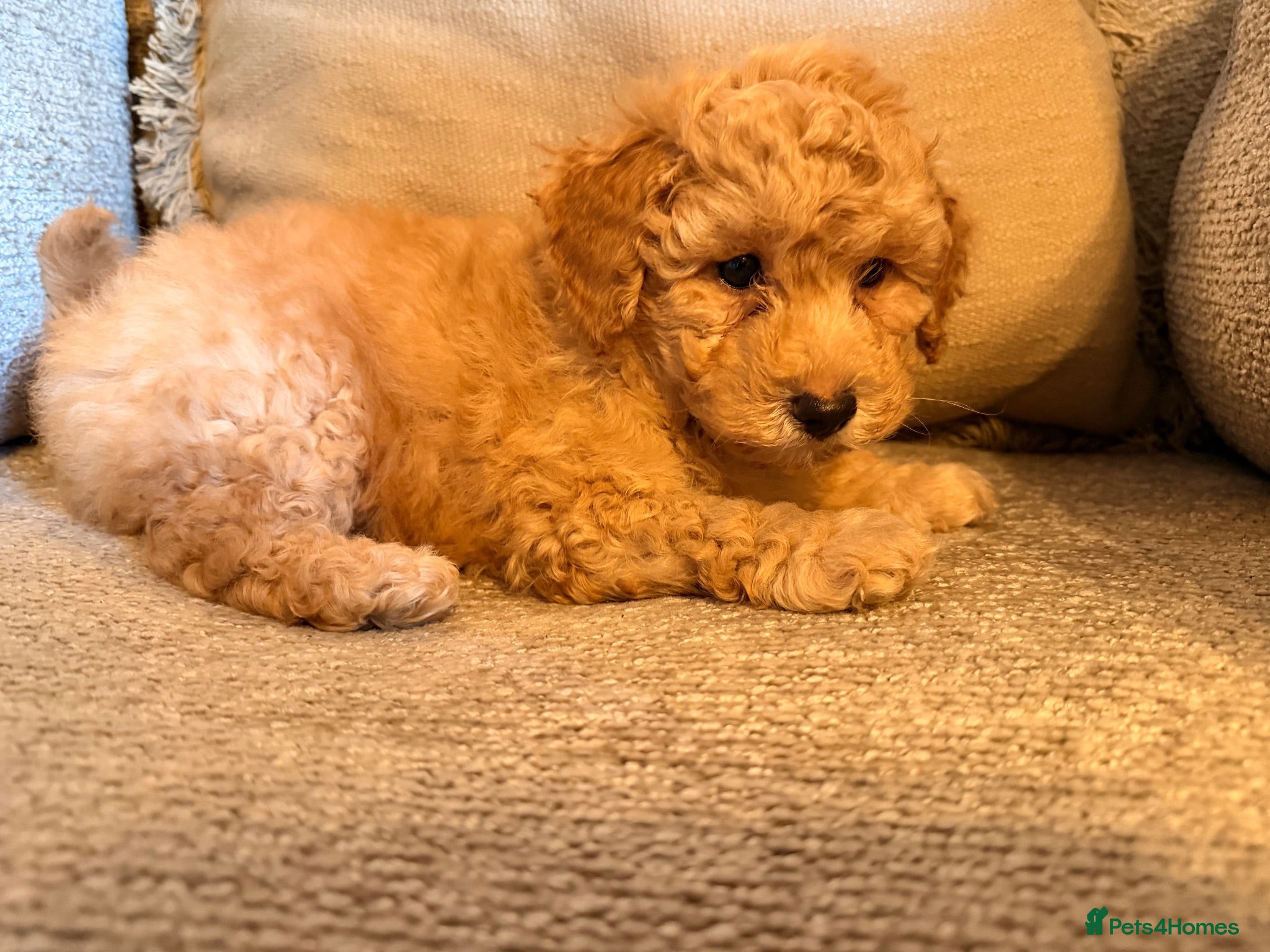 Poochon dogs ✨ Poochon Puppies - ready this week ✨ - Advert 2