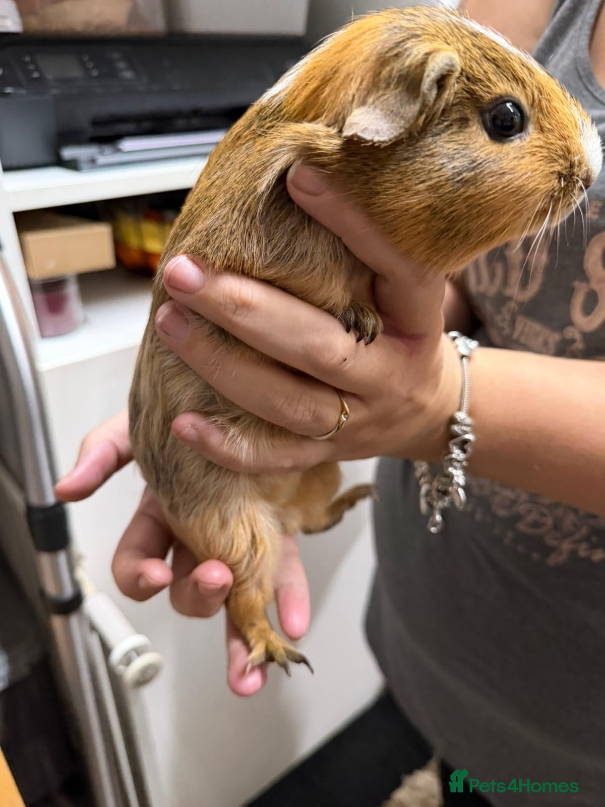 Guinea Pig rodents Guinea pig female  - Advert 1