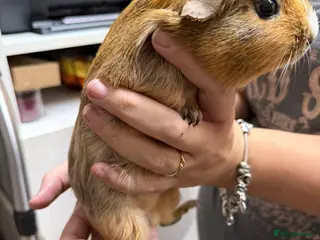 Guinea Pig rodents Guinea pig female - Advert 1
