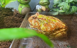 Frog reptiles for sale: Female Pac-Man frog - Image 11