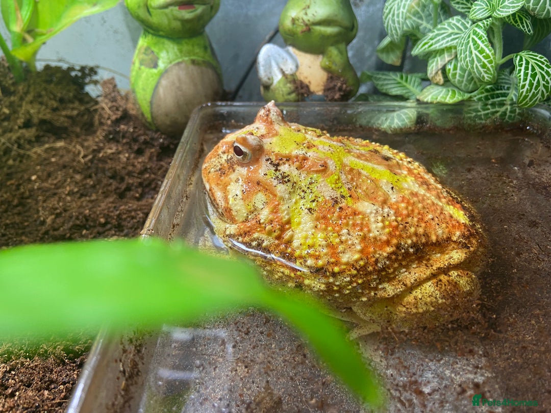 Frog reptiles for sale: Female Pac-Man frog - Image 11