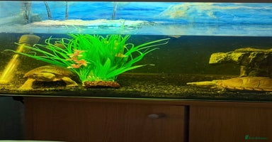 Turtle reptiles - Advert 11