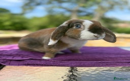 Mini Lop rabbits for sale: Fluffy clouds (Plush lops) looking for new homes! - Image 7