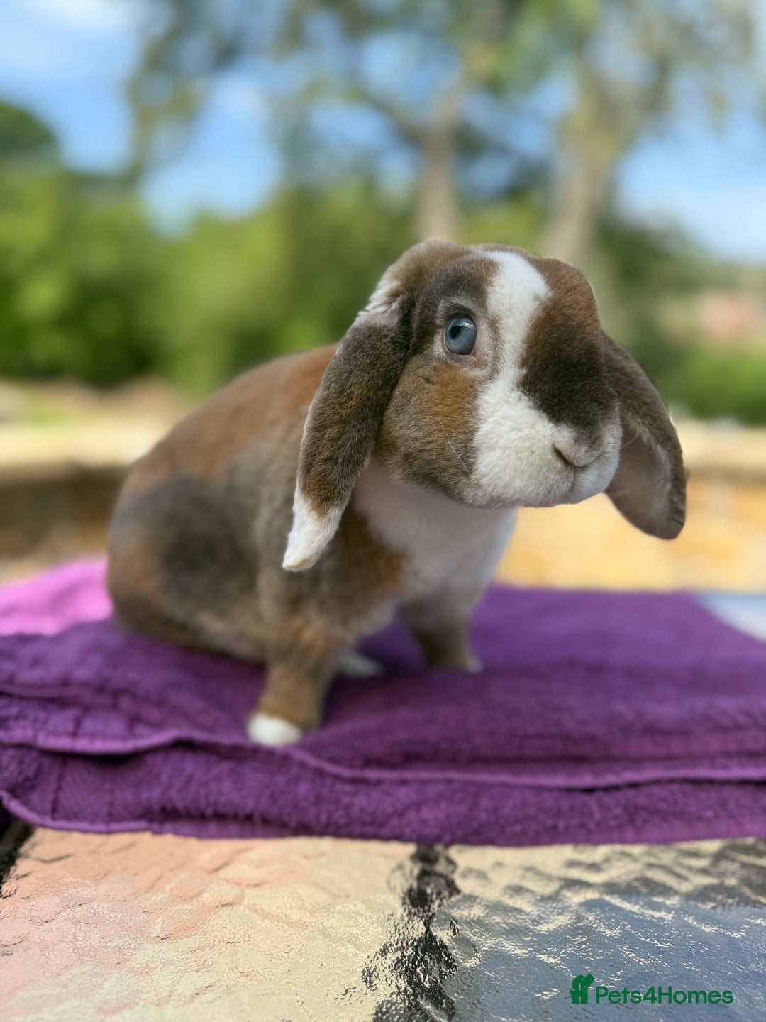 Mini Lop rabbits for sale: Fluffy clouds (Plush lops) looking for new homes! - Image 7