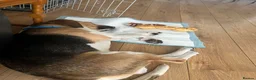 Foxhound dogs for sale: 1 year old male Foxhound - Advert 4