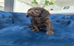 Cocker Spaniel dogs for sale: Beautiful litter of cocker spaniel pups 4 left  - Image 33