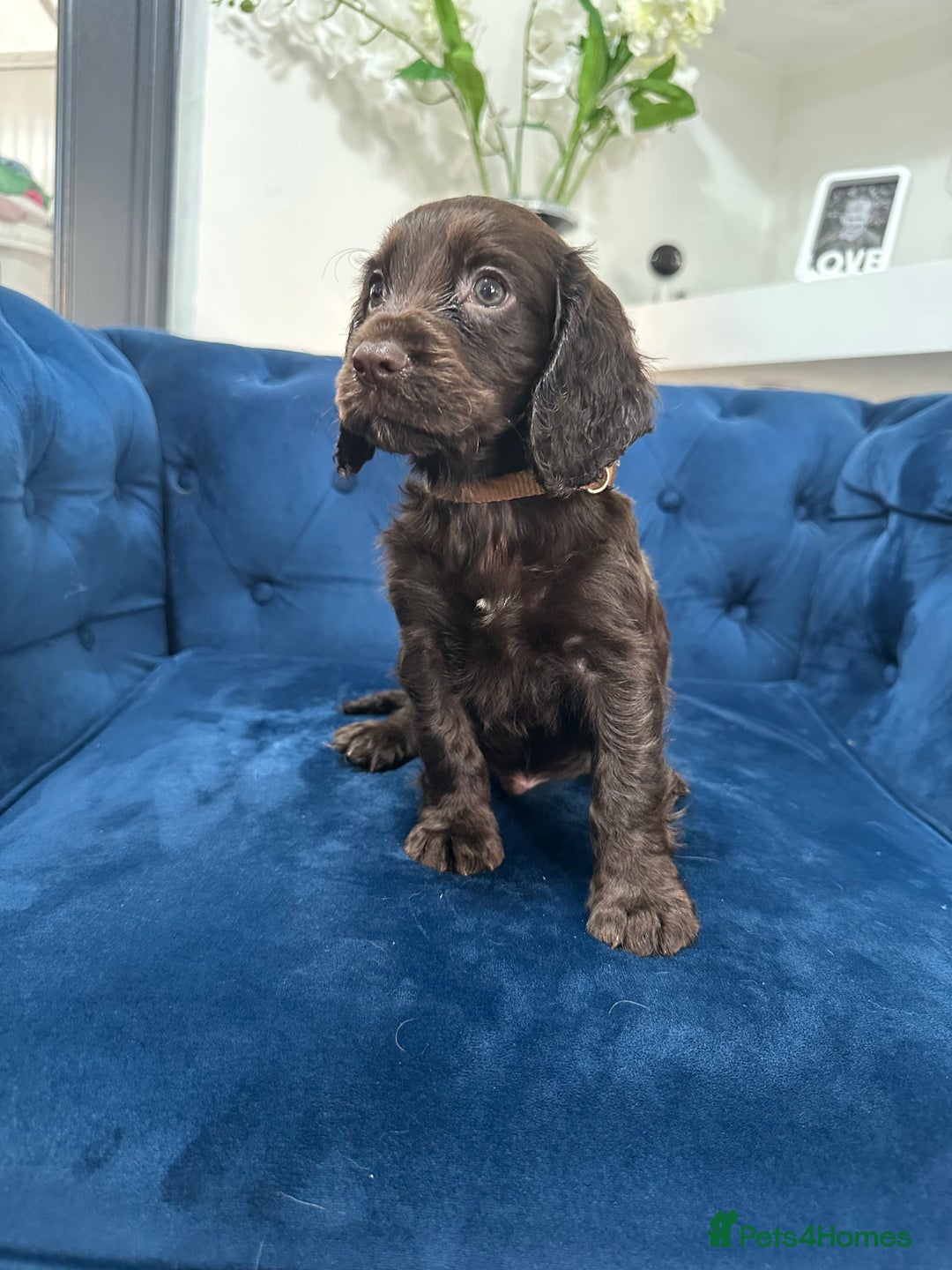 Cocker Spaniel dogs for sale: Beautiful litter of cocker spaniel pups 4 left  - Image 33