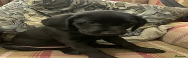 Labrador Retriever 2