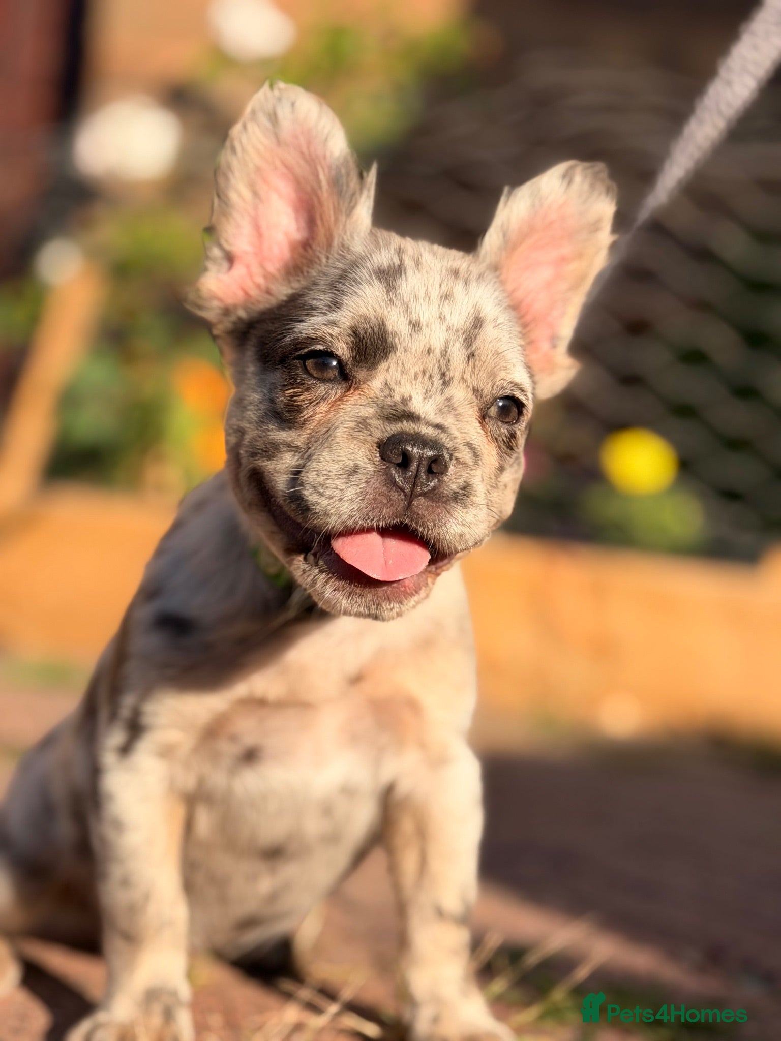 French Bulldog dogs Reduced fluffy frenches both injections done - Advert 1