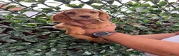 Cocker Spaniel dogs for sale: Beautiful Chunky Golden Cocker Spaniel Puppies.  - Advert 4