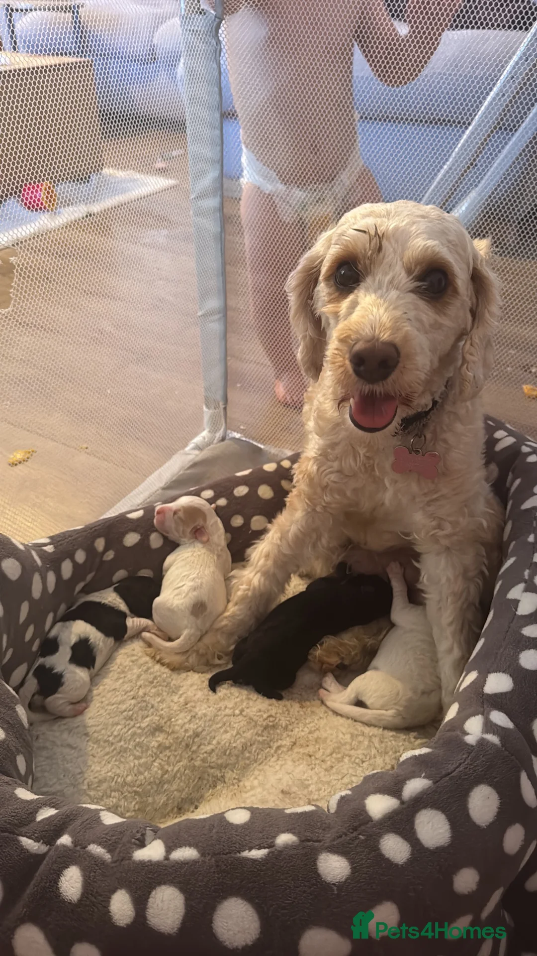 Mixed Breed dogs for sale: Cockapoo x Jackapoo Male - Advert 3
