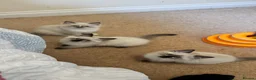 Ragdoll cats for sale: Adorable ragdoll kittens ready to go home  - Advert 8