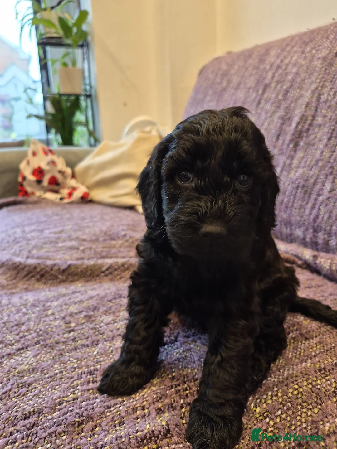 Cockapoo dogs for sale: Beautiful F1 COCKERPOO PUPPIES for sale  - Advert 16