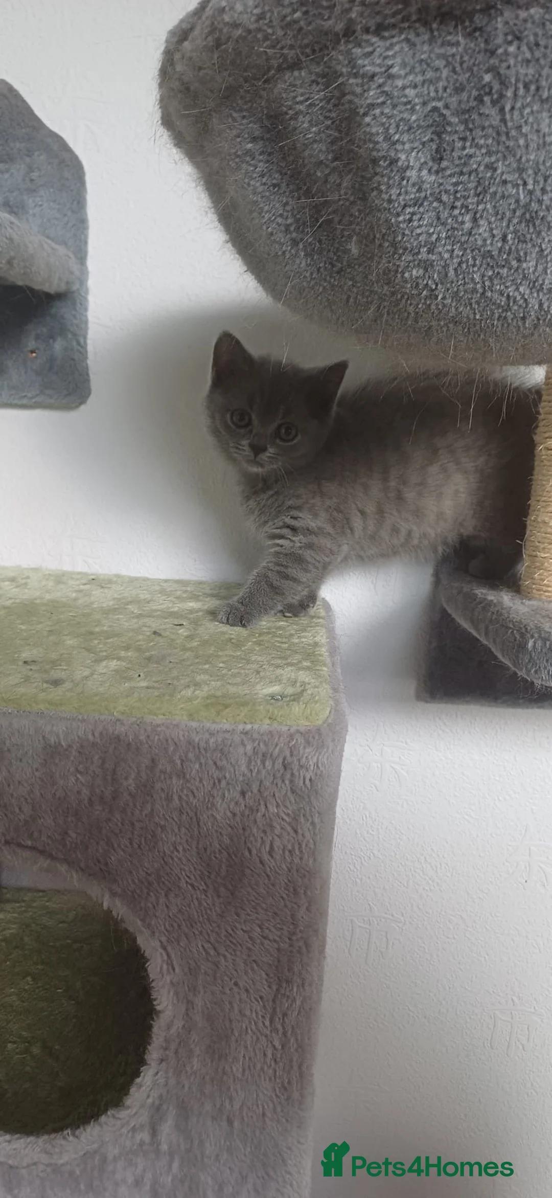 British Shorthair cats for sale: READY NOW British Shorthair Kitten - Advert 8