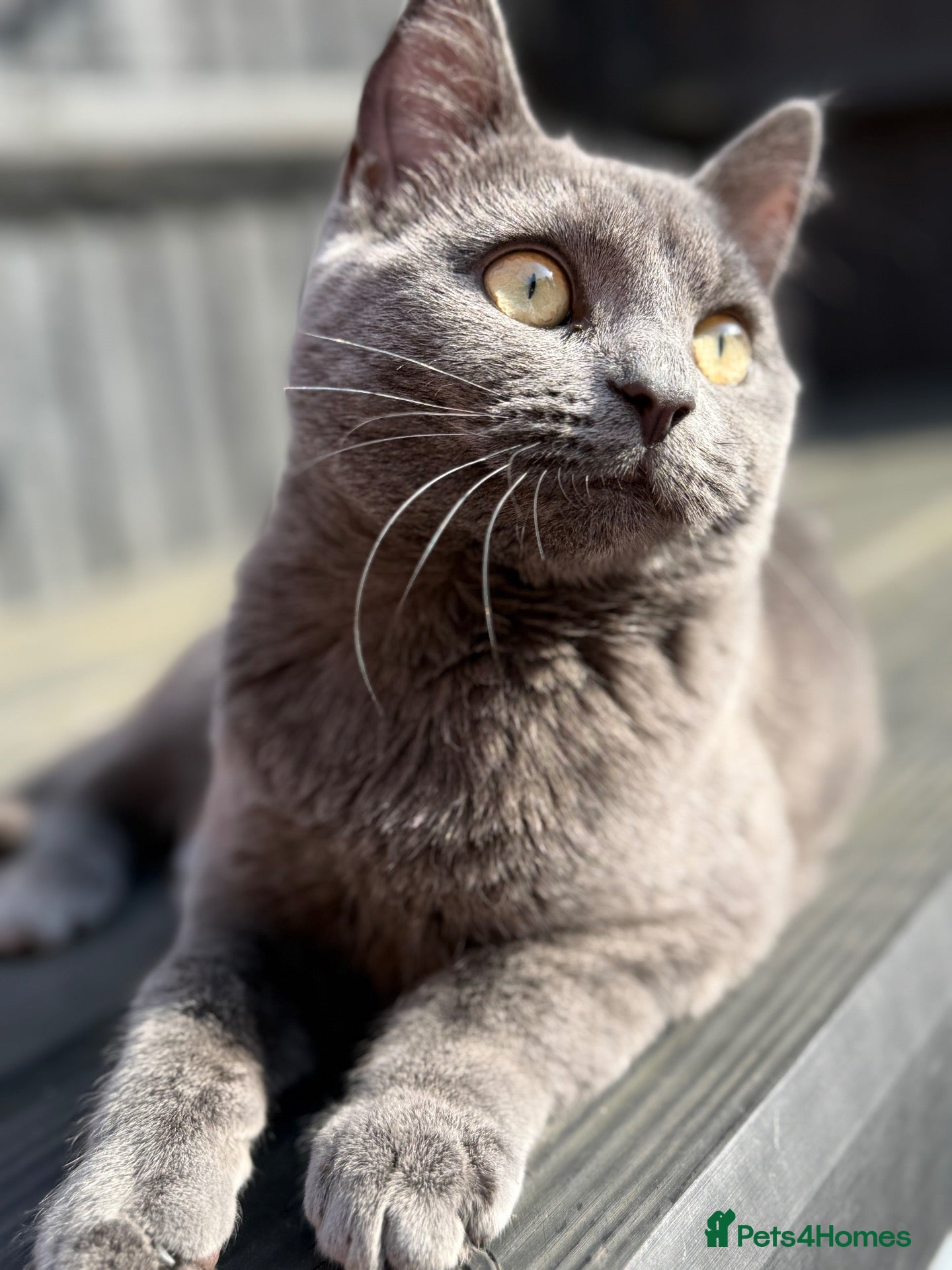 British Shorthair cats Heartbreaking Rehoming ❤️‍🩹💔 - Advert 1