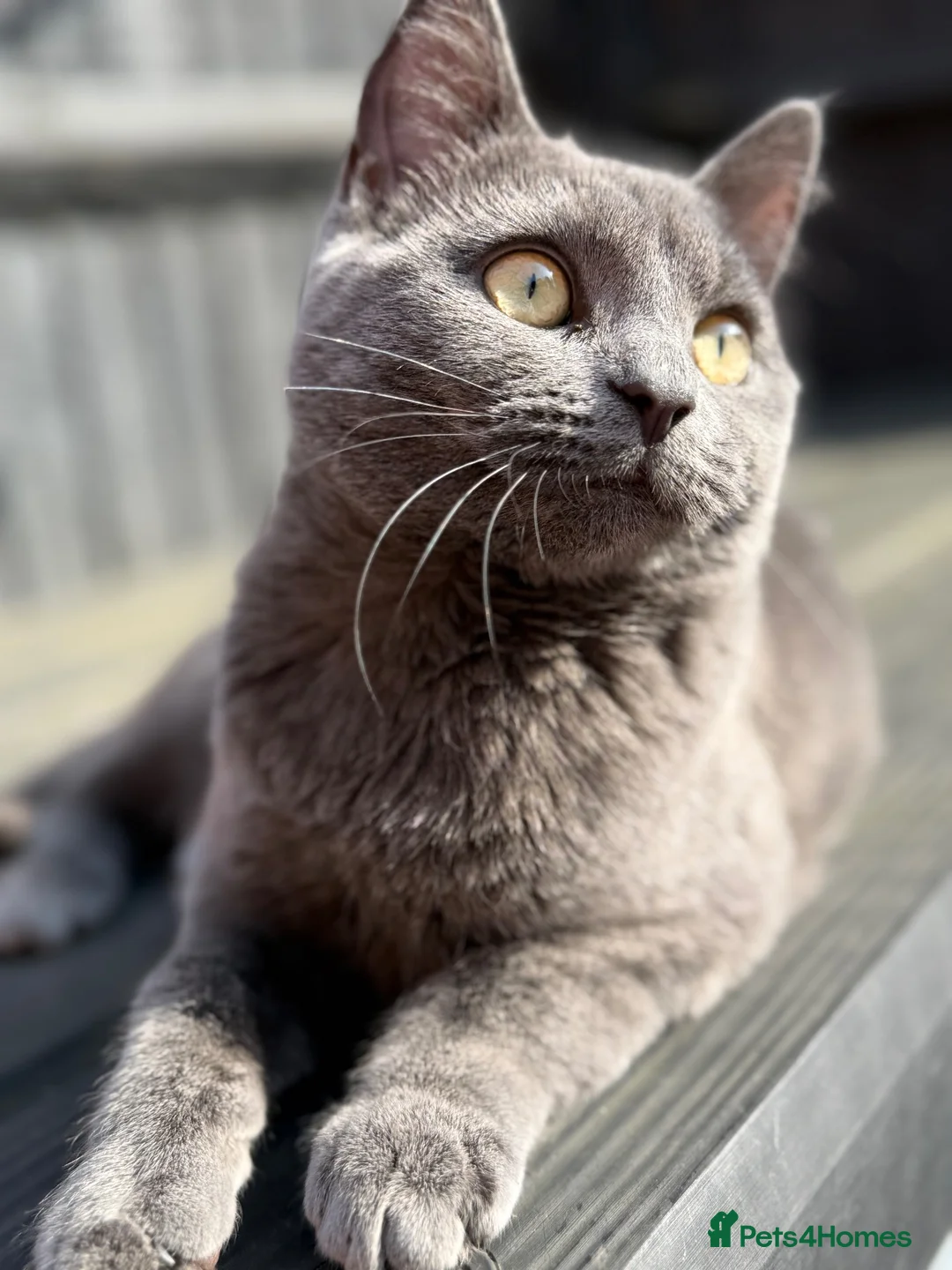 British Shorthair cats for sale: Heartbreaking Rehoming ❤️‍🩹💔 - Advert 1