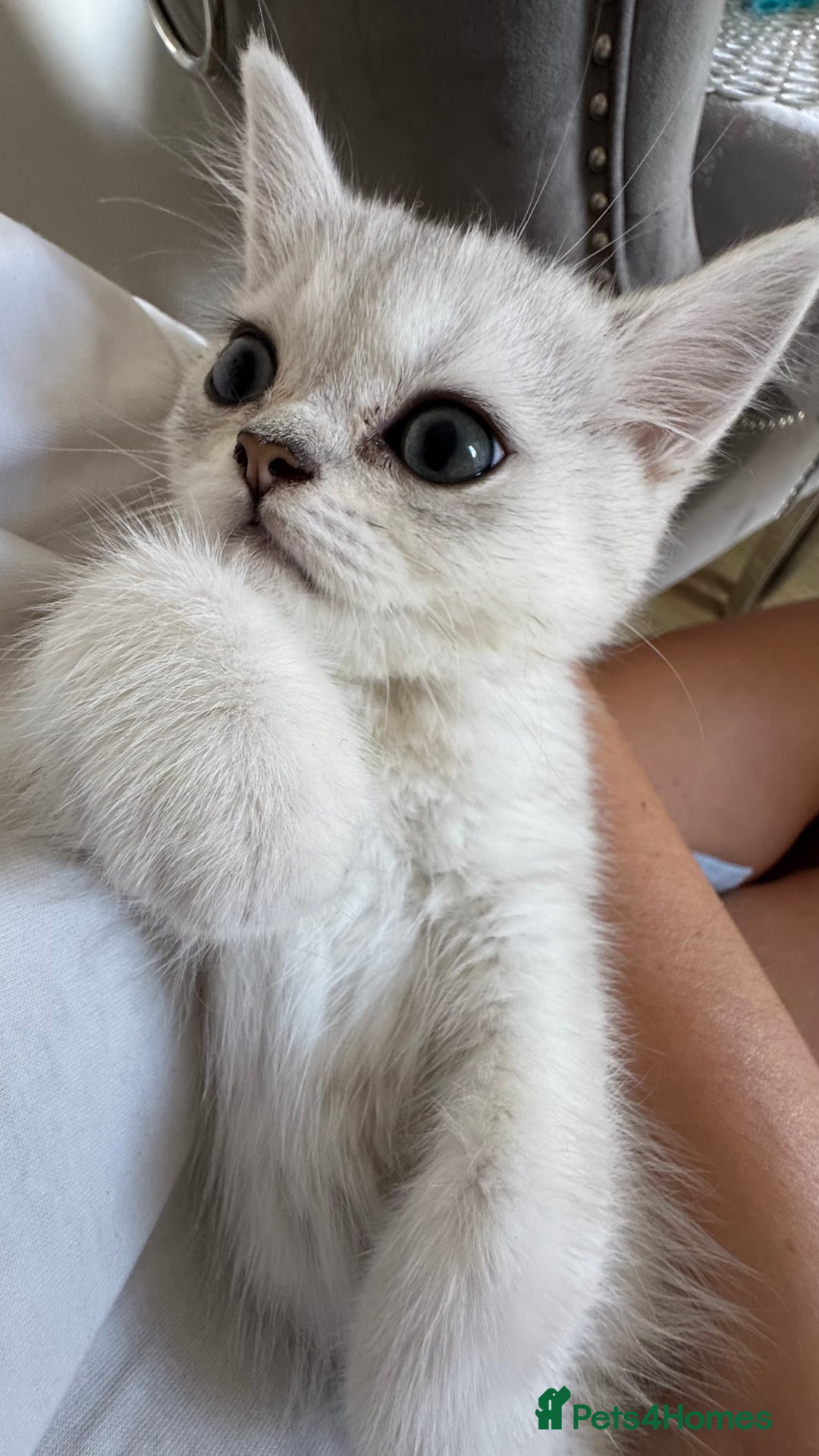 Scottish Fold cats for sale: 4 Scottish Straight Boys  - Image 21